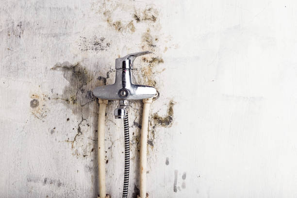 Best Mold Damage Repair  in Monroe, UT