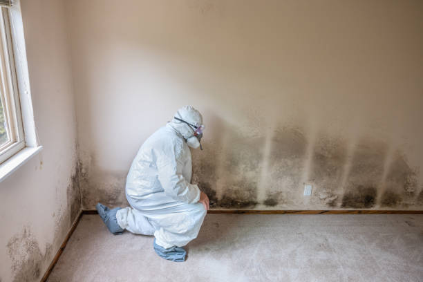 Best Affordable Mold Removal  in Monroe, UT