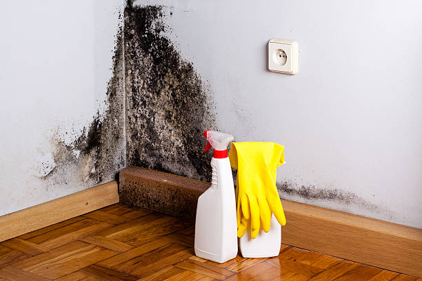Crawl Space Mold Removal in Monroe, UT
