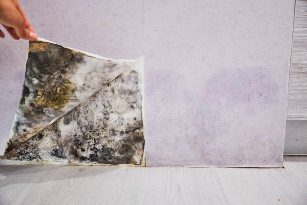 Best Toxic Mold Removal  in Monroe, UT